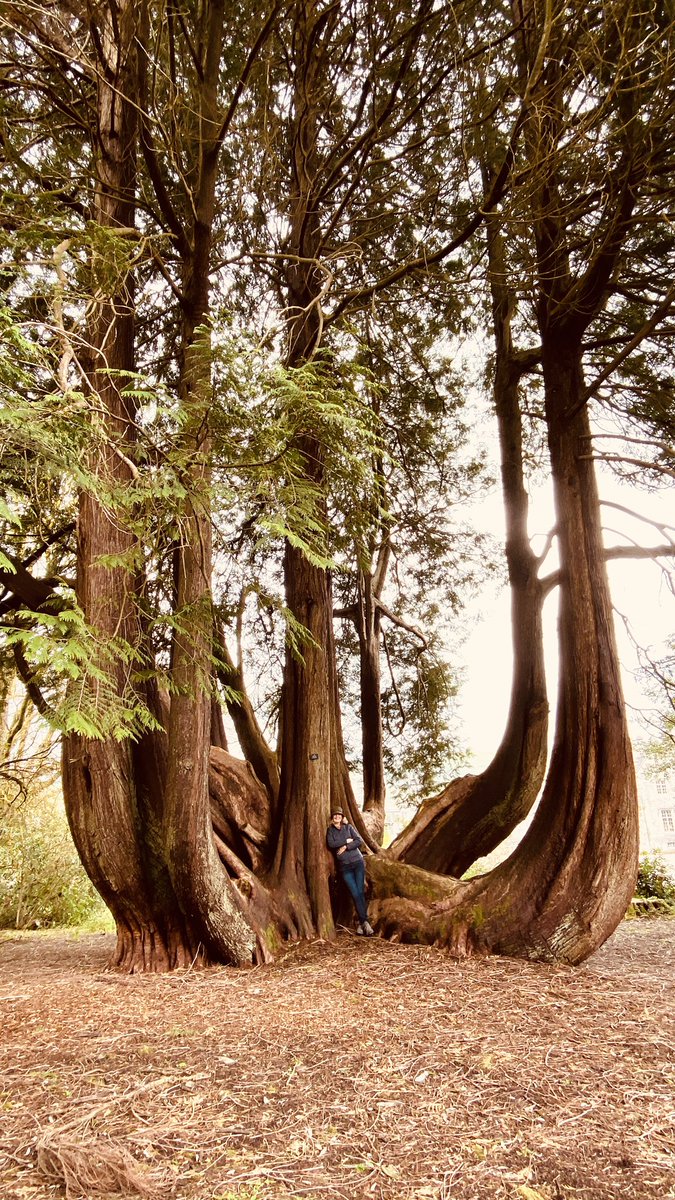 I can’t quite believe this happened today. At home, in #carmarthenshire #whatatree #howbigsyourcedar