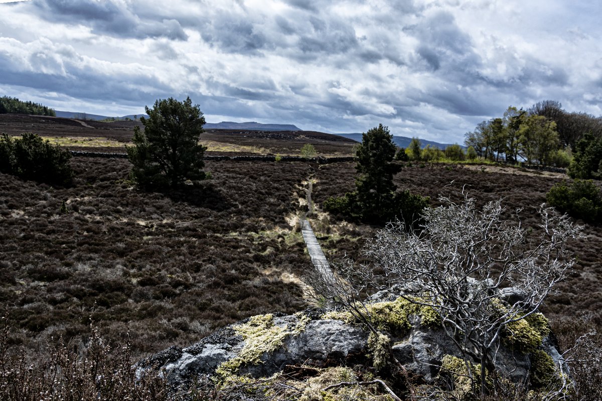 gazzab's tweet photo. The results of todays walk above Rothbury in addition to exploring the First World War Trenches dug into the peat https://t.co/qzsSja5sdc