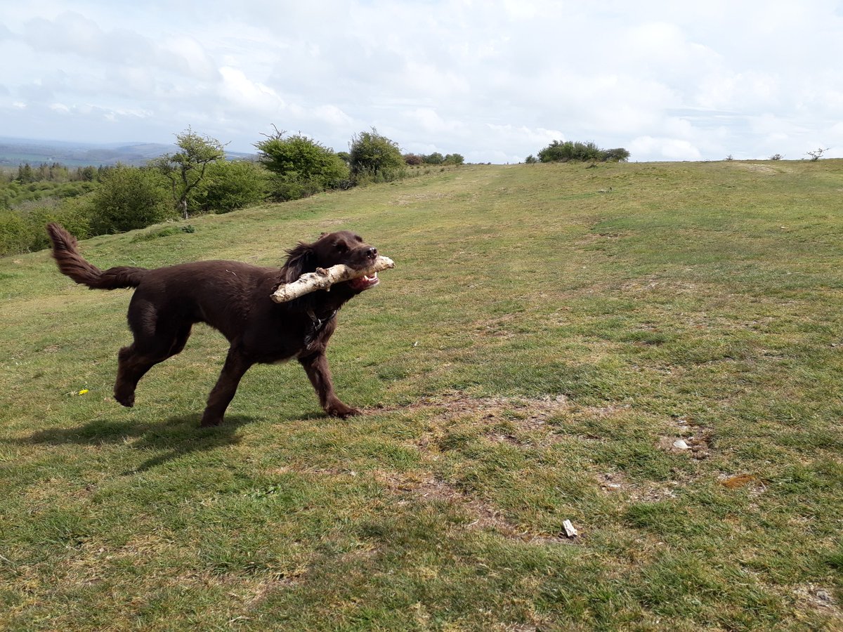RobJames68's tweet photo. Woods, water, and hills. A fun weekend's walking with Tetley #happydog #dynamicdog #weekendfun https://t.co/VqZfhwKfIK