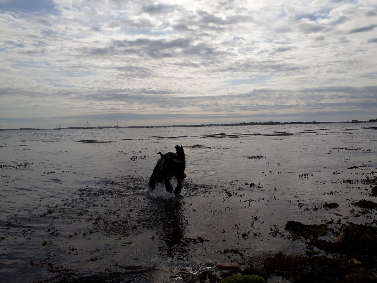 RobJames68's tweet photo. Woods, water, and hills. A fun weekend's walking with Tetley #happydog #dynamicdog #weekendfun https://t.co/VqZfhwKfIK