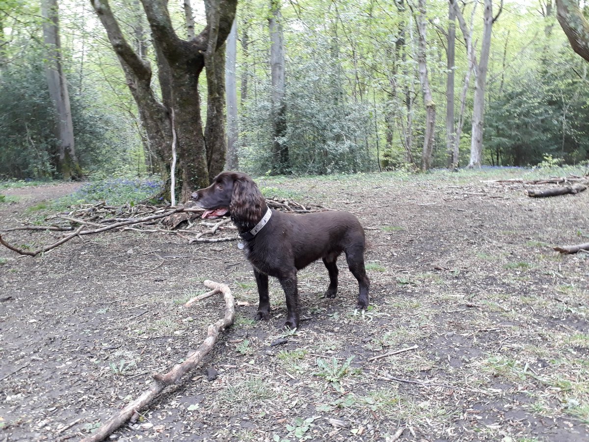 RobJames68's tweet photo. Woods, water, and hills. A fun weekend's walking with Tetley #happydog #dynamicdog #weekendfun https://t.co/VqZfhwKfIK