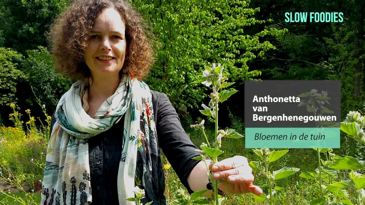 SlowFoodiesNL's tweet photo. Wat staat er in deze maand in de #eetbare #siertuin van @MergenMetz? Anthonetta van @Bloemenindetuin legt het je uit. #video: https://t.co/W9T2uzYv7w
#eetbaar #plant #tuin https://t.co/tNnK8N9q7U