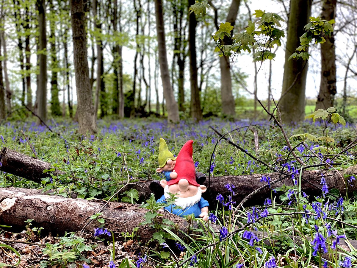 sjsijehshajkwn's tweet photo. A lovely day at the Enchanted Forest in #StockeldPark https://t.co/Pjq0AlDAzB