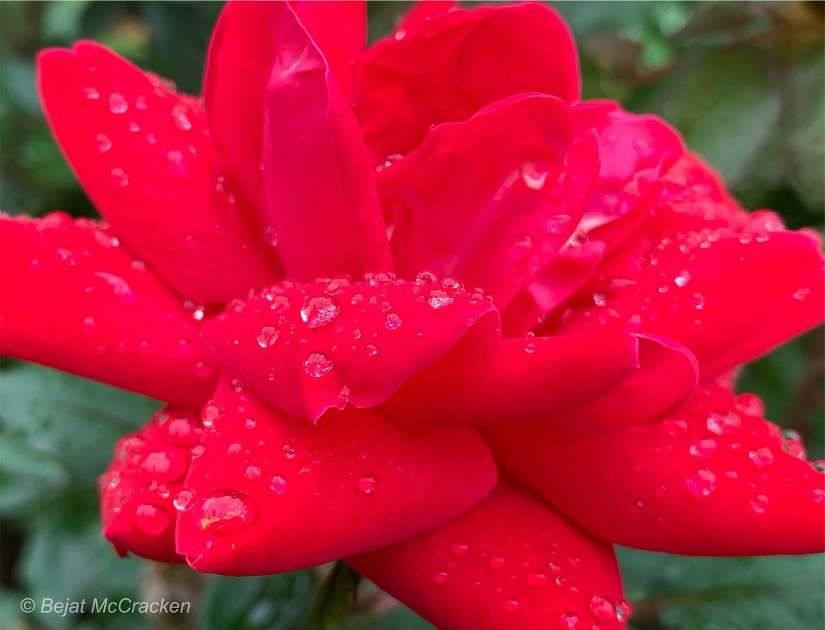 #GoodMorning #HappyMothersDay #Rose #Flower #FlowerPhotography #BloomsOfTheDay #Blooms #Bloom #SpringFlowers #Flora #FlowersOfInstagram #Texas #iPhonePhoto #iPhonePhotography #BejatMcCracken #BejatMcCrackenEnvironmentalArtStudios