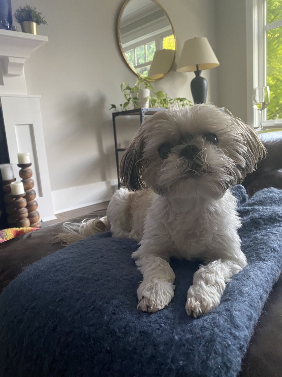 GordoTheWeird0's tweet photo. @HogeifiedPets 
#HOGEIFIEDPETS $HOGE https://t.co/61WWZNbYlb