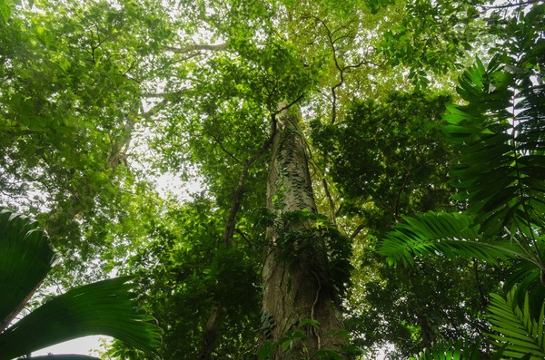 Costa Rica wins the WTM Responsible Tourism Awards Latin America in Sao Paulo Brazil. ... upflow.co/l/S0n7