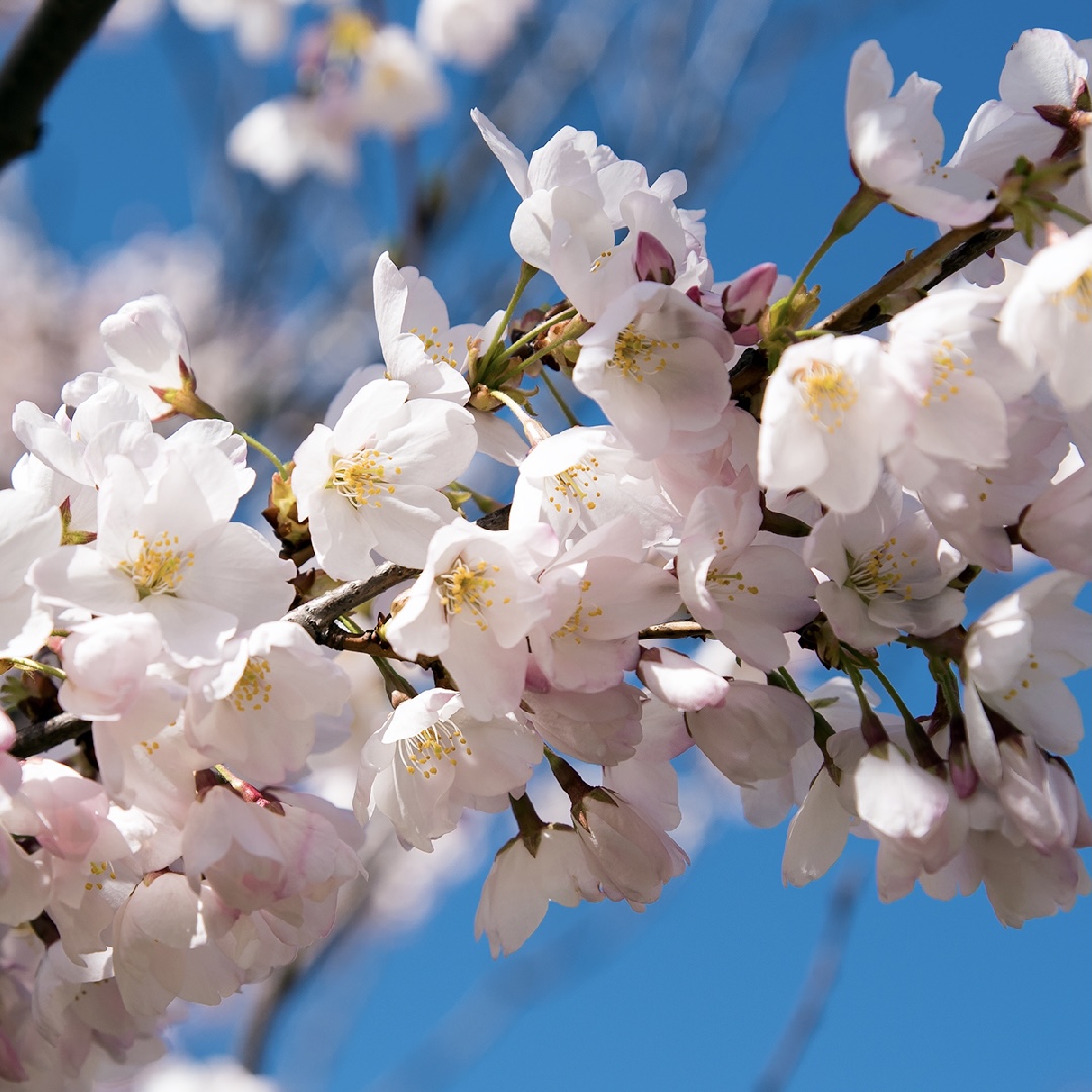 City of Brampton on Twitter "Happy Mother’s Day, Brampton! 🌸 Please