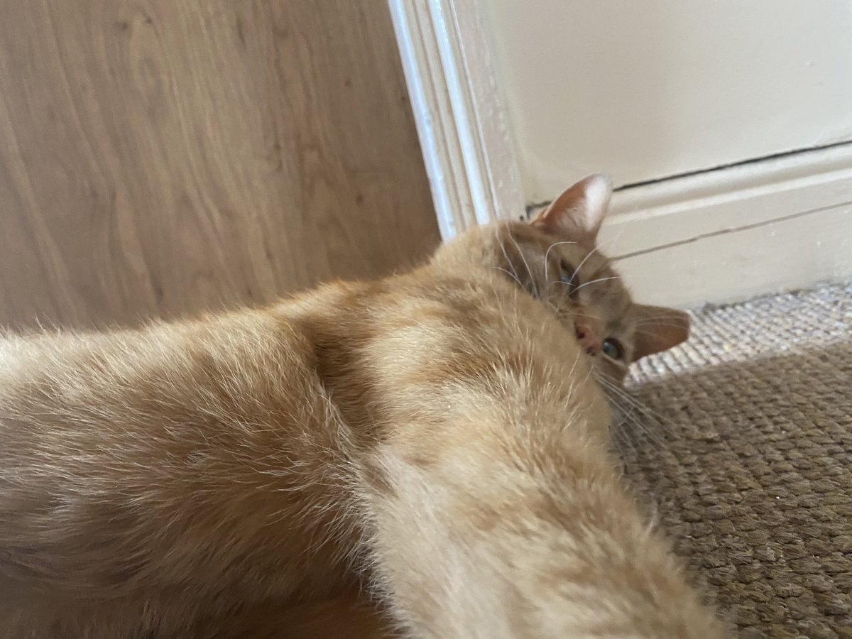 orangepeencat's tweet photo. keep ur camera AWAY FROM ME !! https://t.co/ieHZLFfCI6