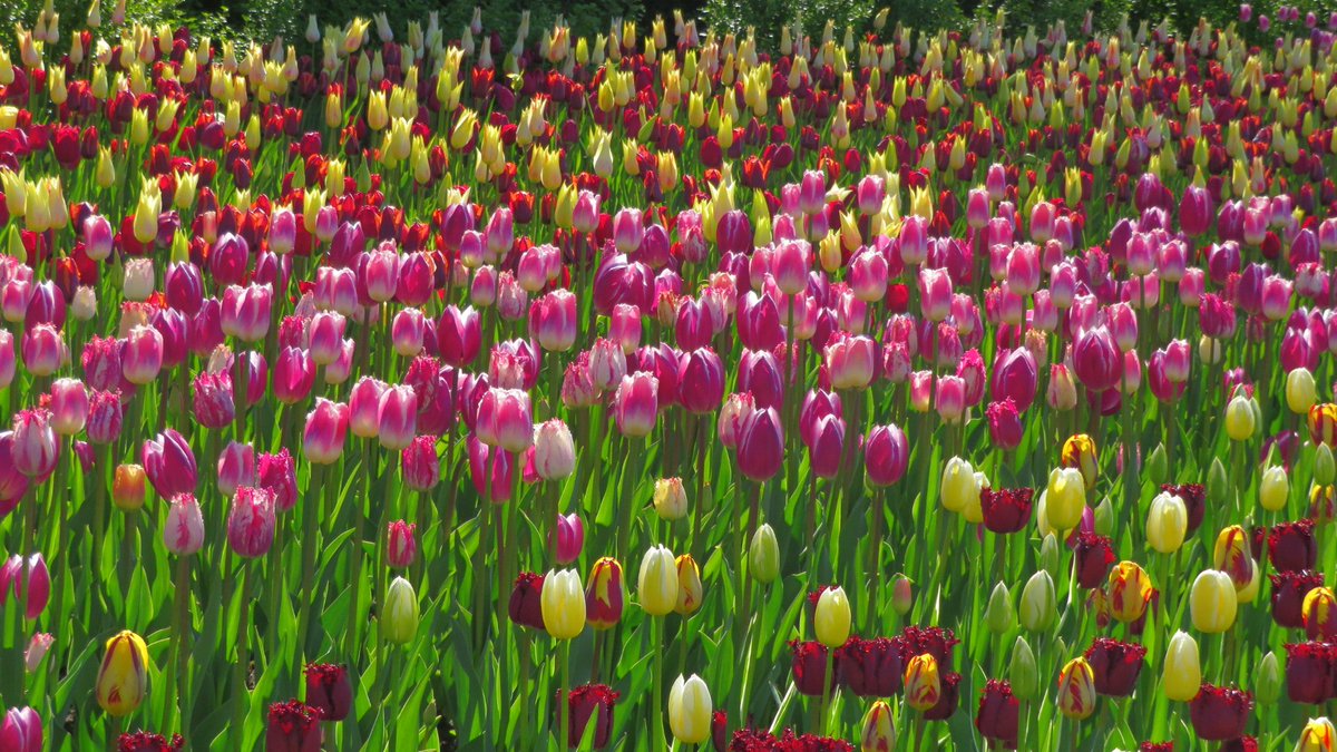 LuKing16's tweet photo. Gorgeous day and beautiful tulips🌷🌷🌷.
#MyOttawa #tulips https://t.co/h1qT8h22Eh