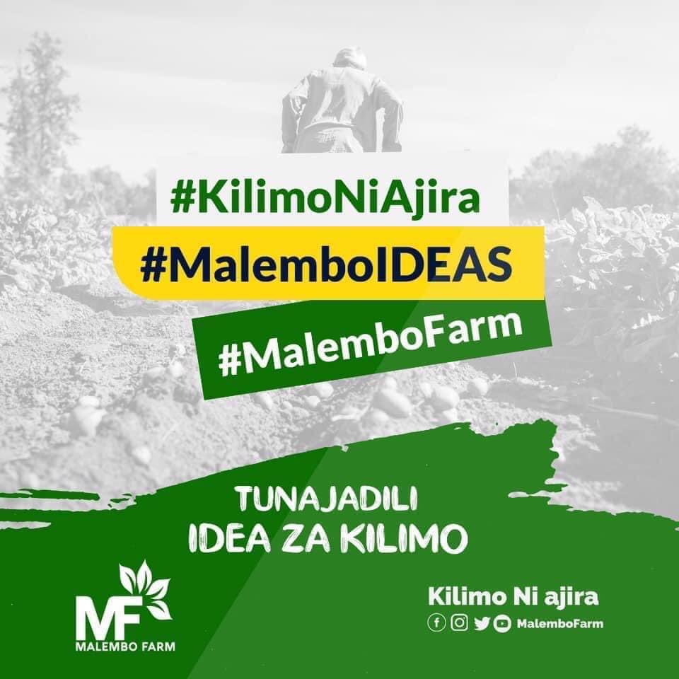MalemboFarm's tweet photo. Kilimo kinachowalenga vijana kinahitaji mikakati inayozifikia ndoto zao na malengo yao. Eneo la teknolojia limekaa kimkakati miongoni mwa IDEAS za vijana na hivyo lapaswa kupewa kipaumbele ili dhana ya #KilimoNiAjira isionekane imepitwa na wakati. #MFKilimoTalk https://t.co/E4LtZazlHO