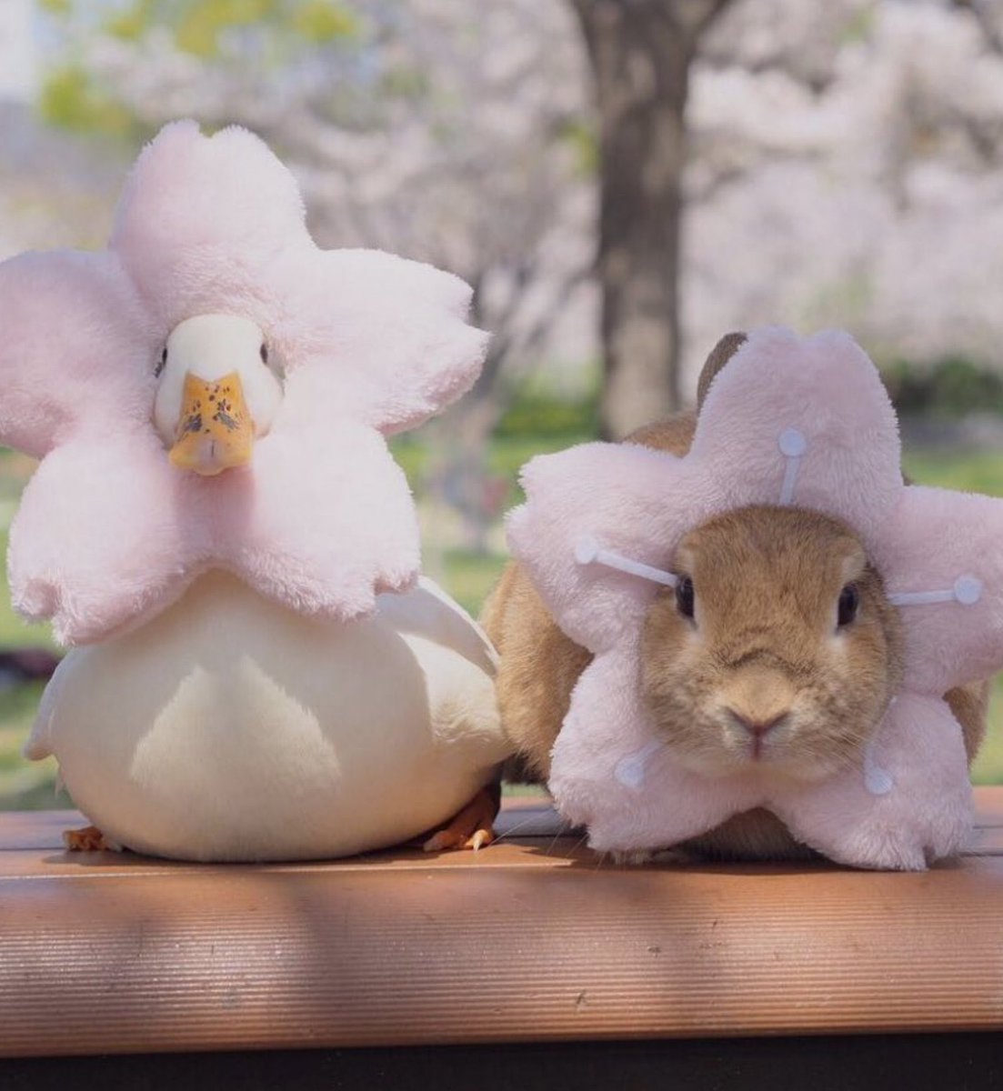 maiberryart's tweet image. they are besties (✿◡‿◡) ~ 🌸🌸