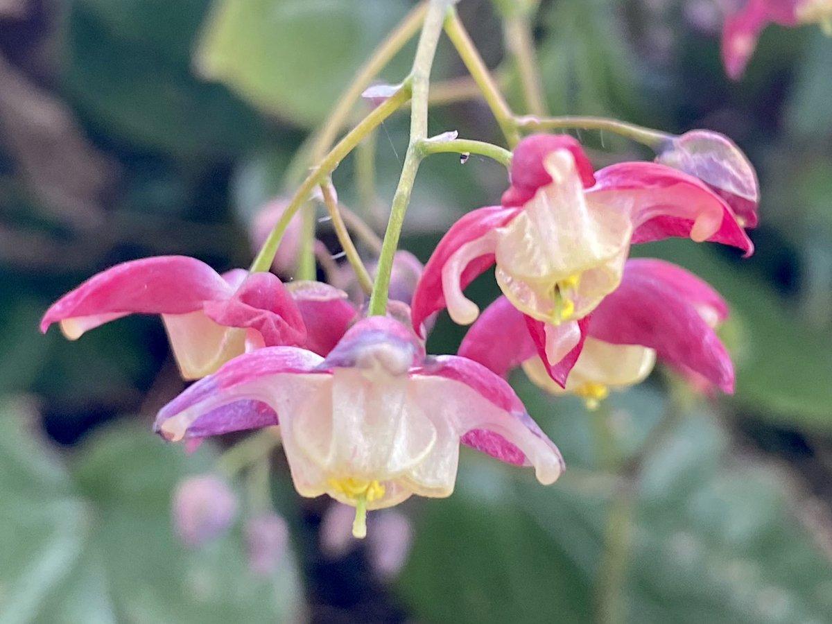 Epimedium x rubrum, classic dry shade ground cover plant. Also has beautiful leaves both in spring and autumn.