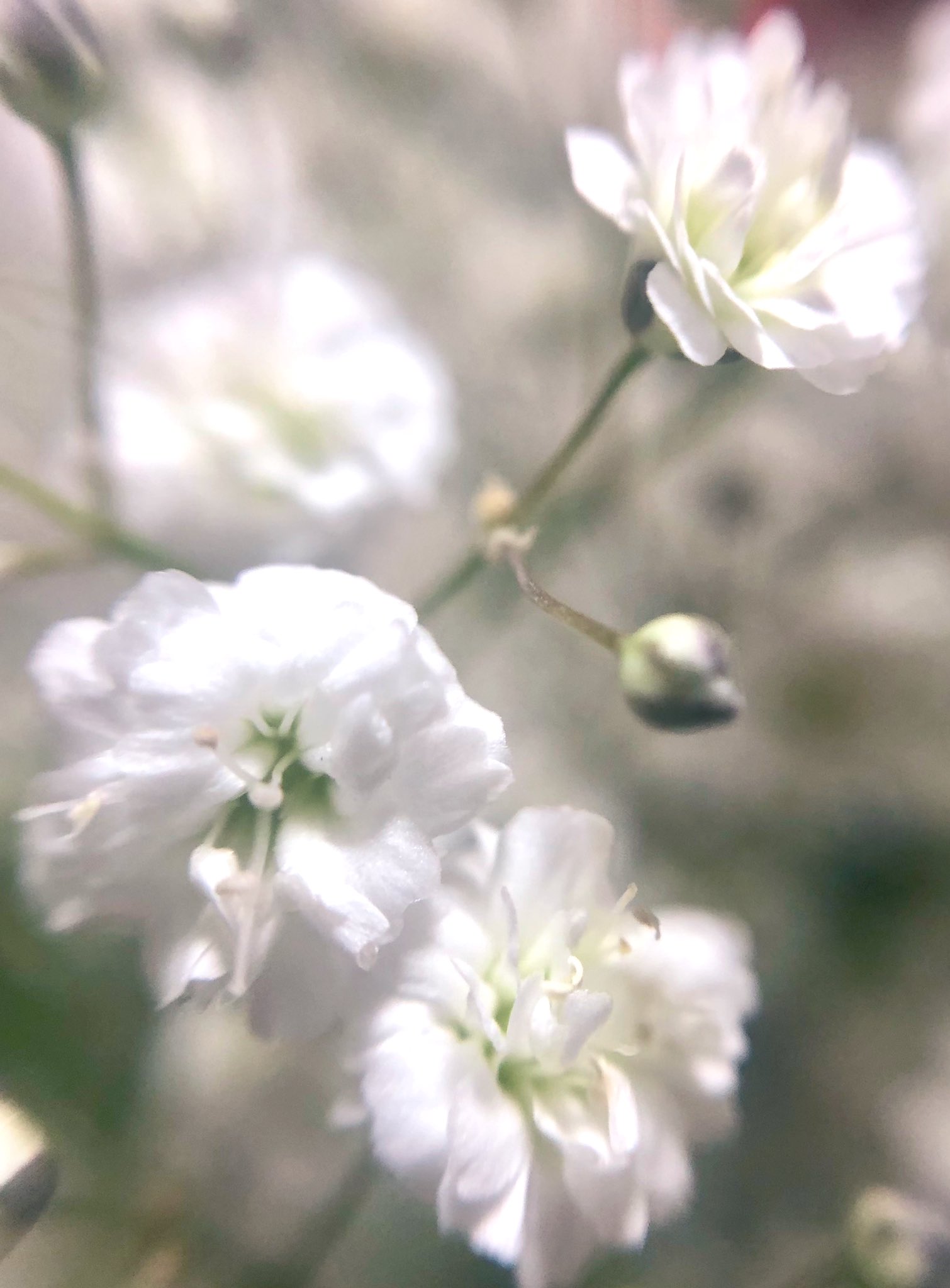 愛音 彡 カーネーションの花言葉 赤 母への愛 ピンク 女性の愛 美しいしぐさ 霞草の花言葉 幸福 感謝 英語での カスミソウの花言葉 永遠の愛 清らかな心 純潔 花 Flower カーネーション Carnation マクロ キリトリノセカイ 母の日 Mothersday