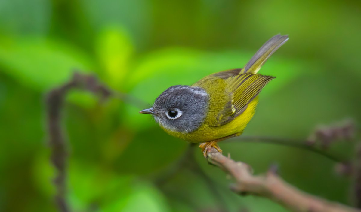Grey-cheeked Warbler (Seicercus poliogenys) paused momentarily on this twig, before continuing to forage in the thick undergrowth along with mixed species foraging flock in the subtropical forest, Bhutan. 
#TwitterNatureCommunity #birdwatching #ecotourism #birdconservation