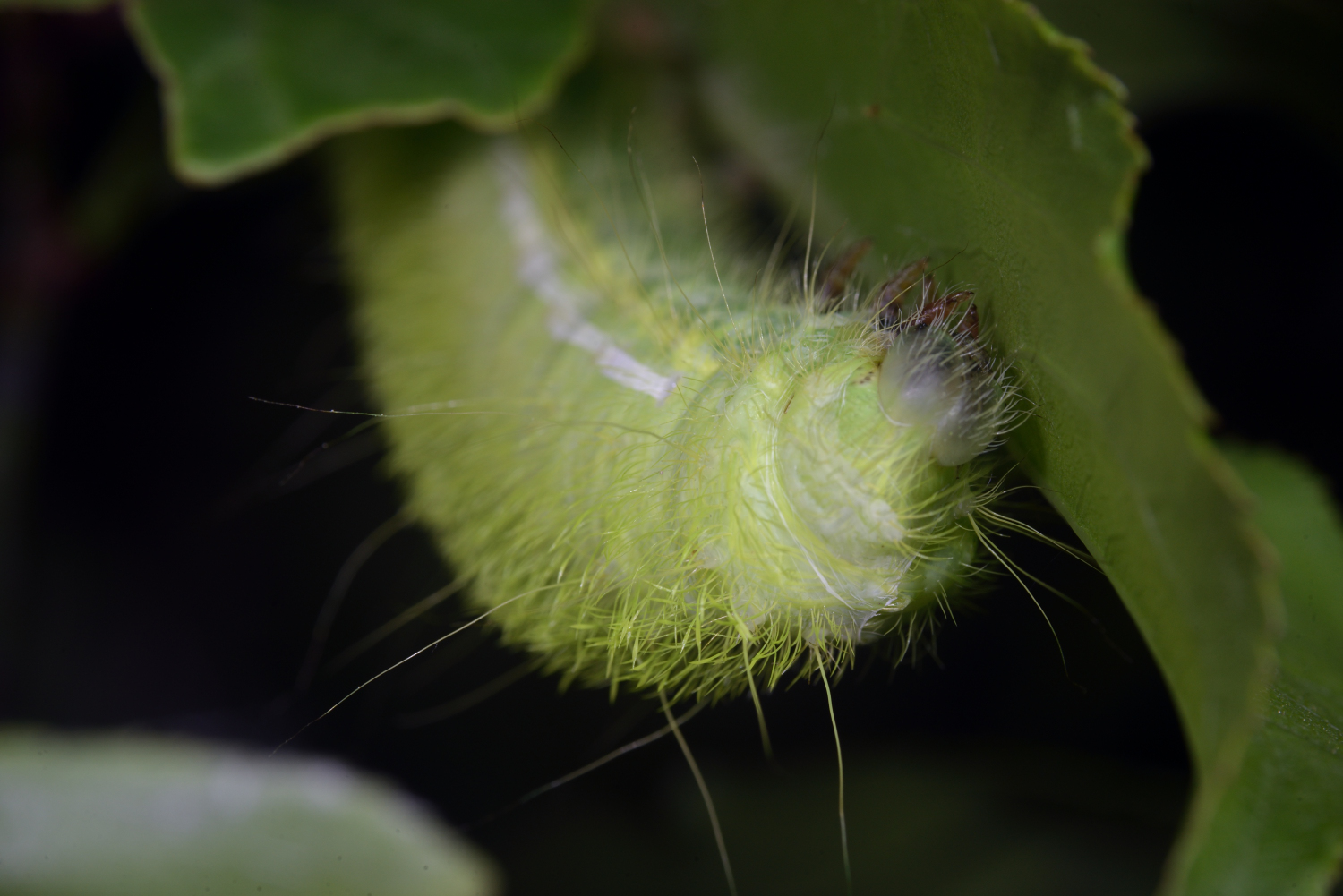 じょうかいぼん ヒメヤママユ の幼虫 色々な植物を食べるが 過去にはミツバアケビ サツキツツジ 今回はウメから見つけた 脱皮直後なのか皮が余っている感じ Saturnia Jonasii Jonasii Saturniidae Leidoptera T Co Mnamqqpfea Twitter