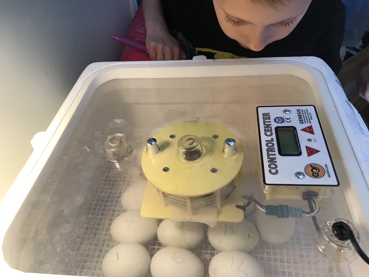 SSES Grade One tweet media