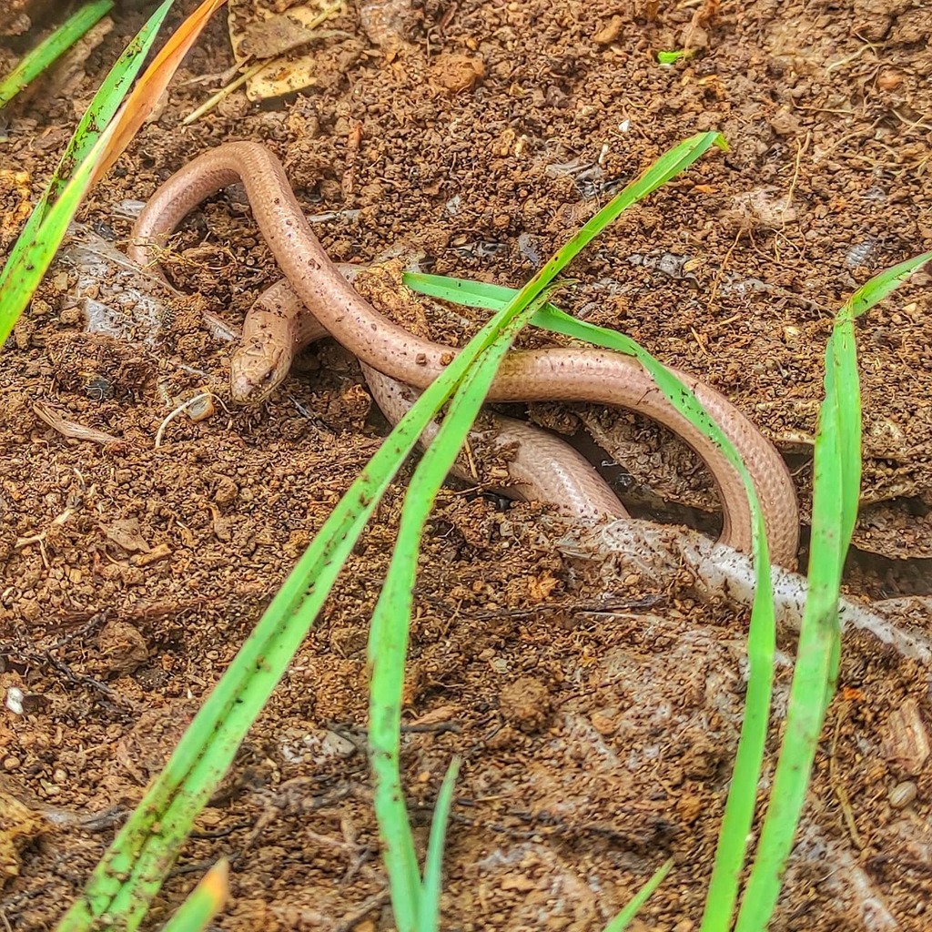 BrazilianChef1's tweet photo. Working on the field today, just doing some cleaning, lots of #grasssnake around. This one was kind enough to #pose https://t.co/GegpQLVO6X https://t.co/6jMQdqLu66