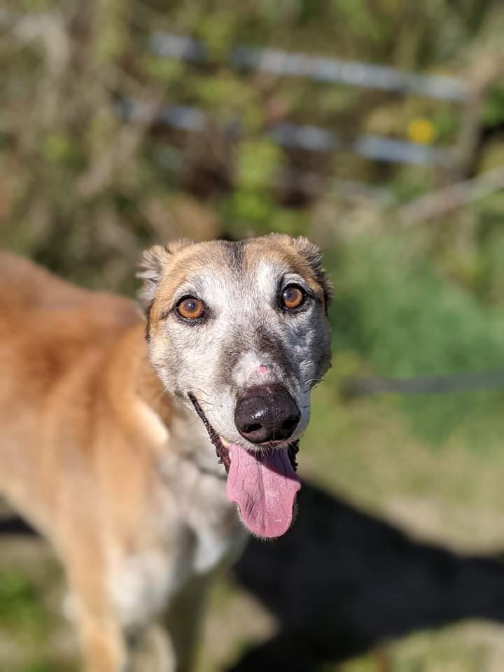Ash Animal Rescue Ashanimalrescue Twitter