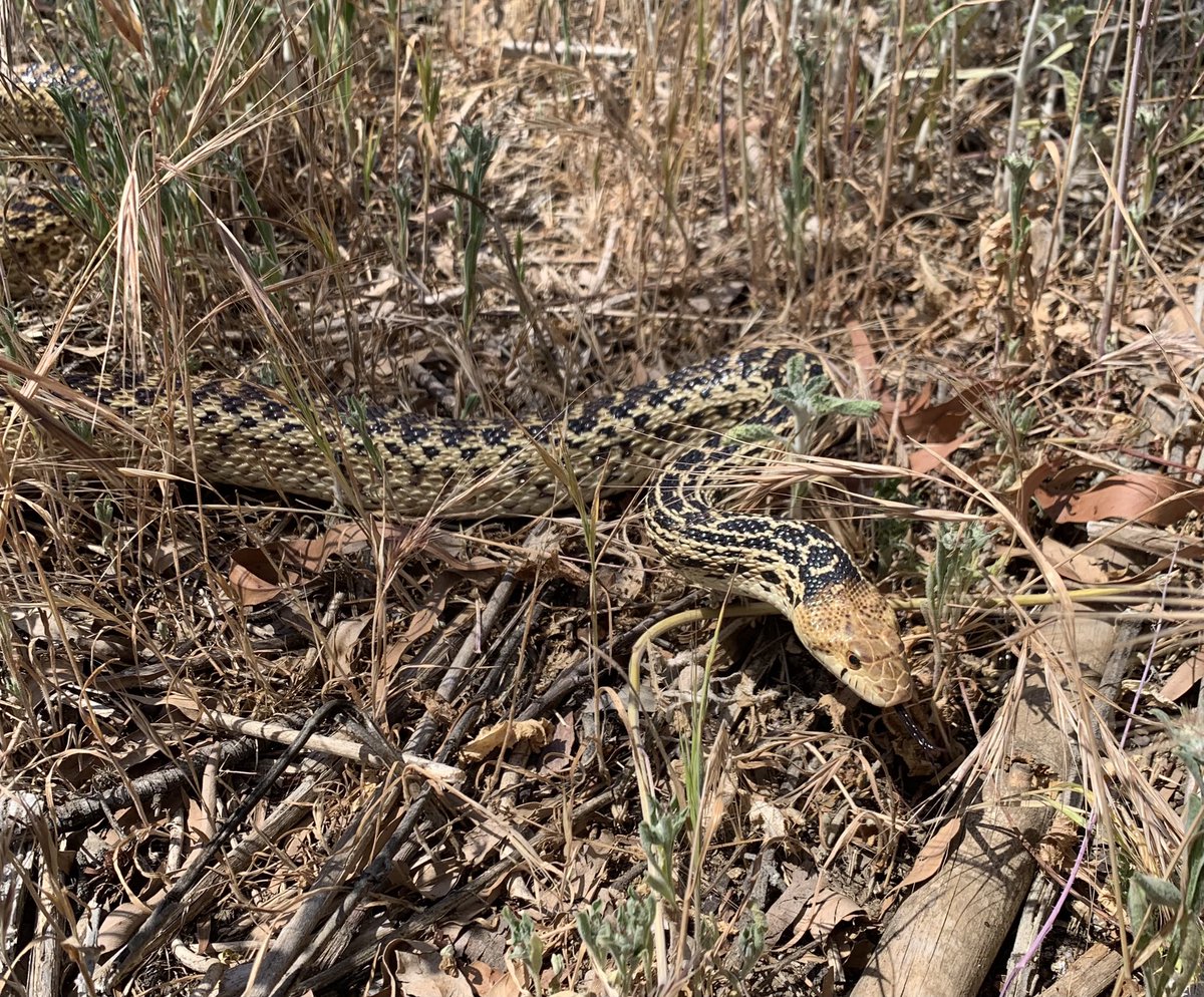 Josh Ruffell tweet media