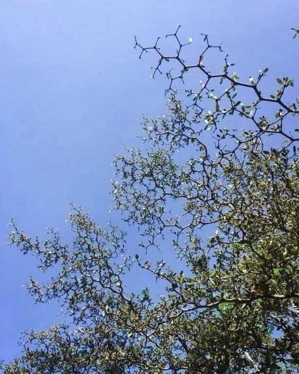 Walking in the park today and took a picture of this. Is it me or can you see the #chemistree ? <a href="/BritPharmSoc/">British Pharmacological Society</a> <a href="/RoySocChem/">Royal Society of Chemistry</a> <a href="/BiochemSoc/">Biochemical Society</a> <a href="/royalsociety/">The Royal Society</a> <a href="/RoyalSocBio/">Royal Society of Biology</a>