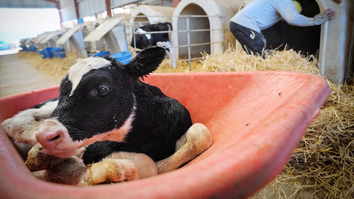 gruntvegan's tweet photo. On this #MothersDay, a reminder of the daily horror faced by so many, who have no chance to nurture, love and protect their stolen babies.

#animalrights #sentience https://t.co/FszvLpKUap