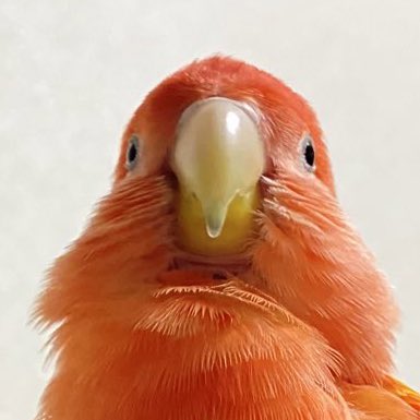 鳥の正面顔をあげてのtwitterイラスト検索結果