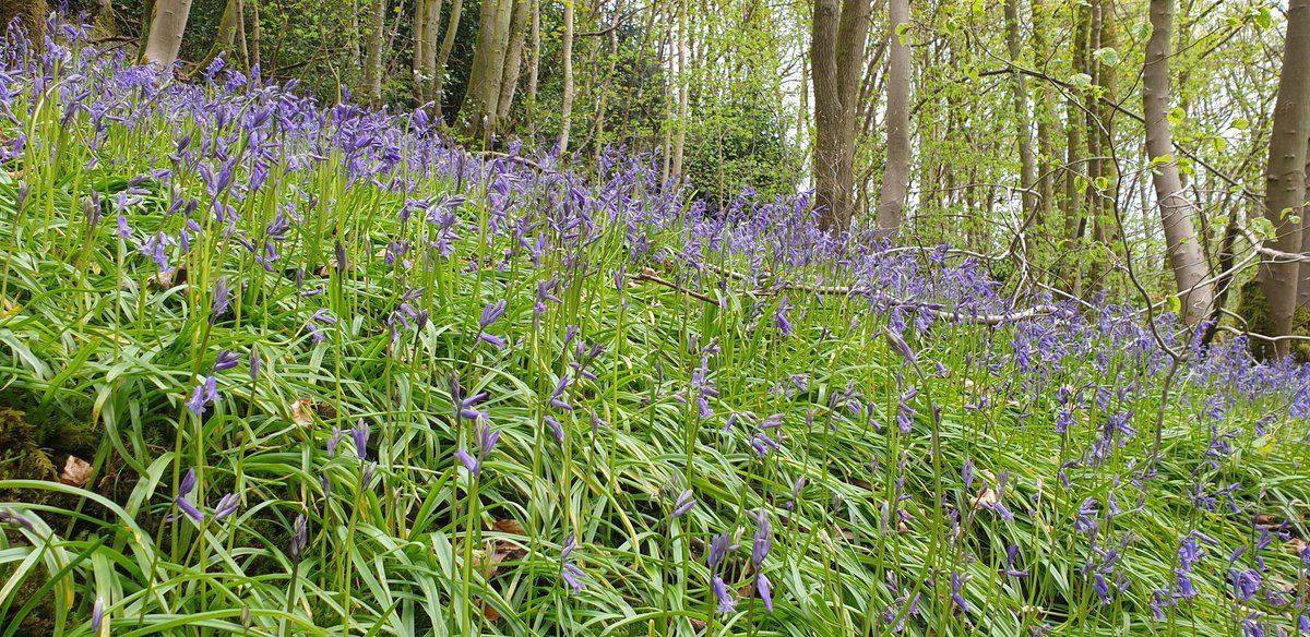 crewennady's tweet photo. #Bluebells at last here in #derbyshiredales #halldale @DerbysWildlife @CpreDerbyshire https://t.co/aBTJ1cSrc3