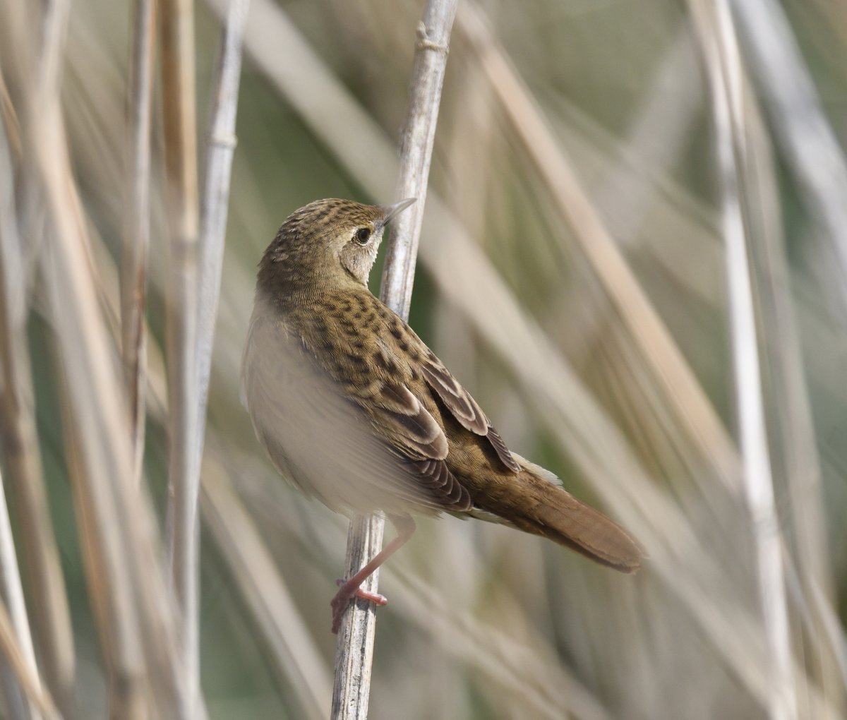Star bird(s) today for me at #CarltonMarshes #Suffolk was not just one but two #GrasshopperWarblers chasing each other through the reeds by the path but incredibly difficult to see let alone photograph, extreme patience payed off with a few photos blurred by reeds