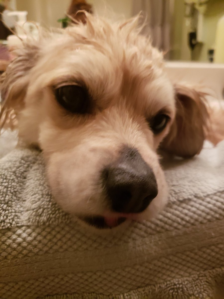 MushKat's tweet photo. Vet is baffled. She's going to send the xrays to some of her colleagues to see if they've ever encountered something like this. He has a little back leg weakness, so he's off muscle relaxers, and on pain meds as needed.
We'll get to the bottom of this. #PunAlert https://t.co/YTnxpLKQQI