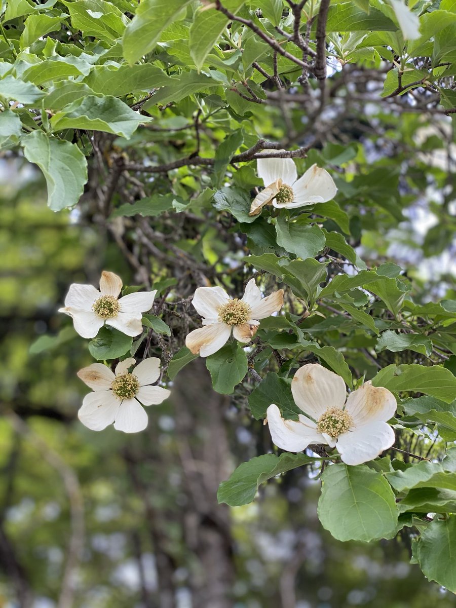 pdxmoss's tweet photo. Native Pacific Dogwood (Cornus nuttallii) blooming in Portland! What urban  trees should we be planting now for our climate future? https://t.co/aRrArHnz9q
