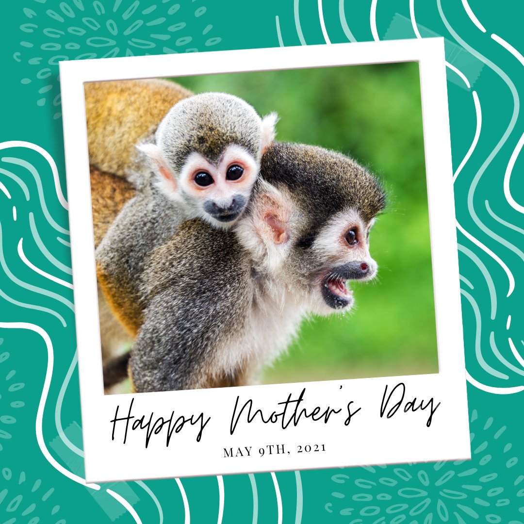For all the great women who are called mom, today, the Reforestree team recognizes your day and would like to wish you a Happy Mother's Day! 

Thank you for all of your examples and the love you give for the rising generations! 

#Reforestree #happymothersday #mothersday