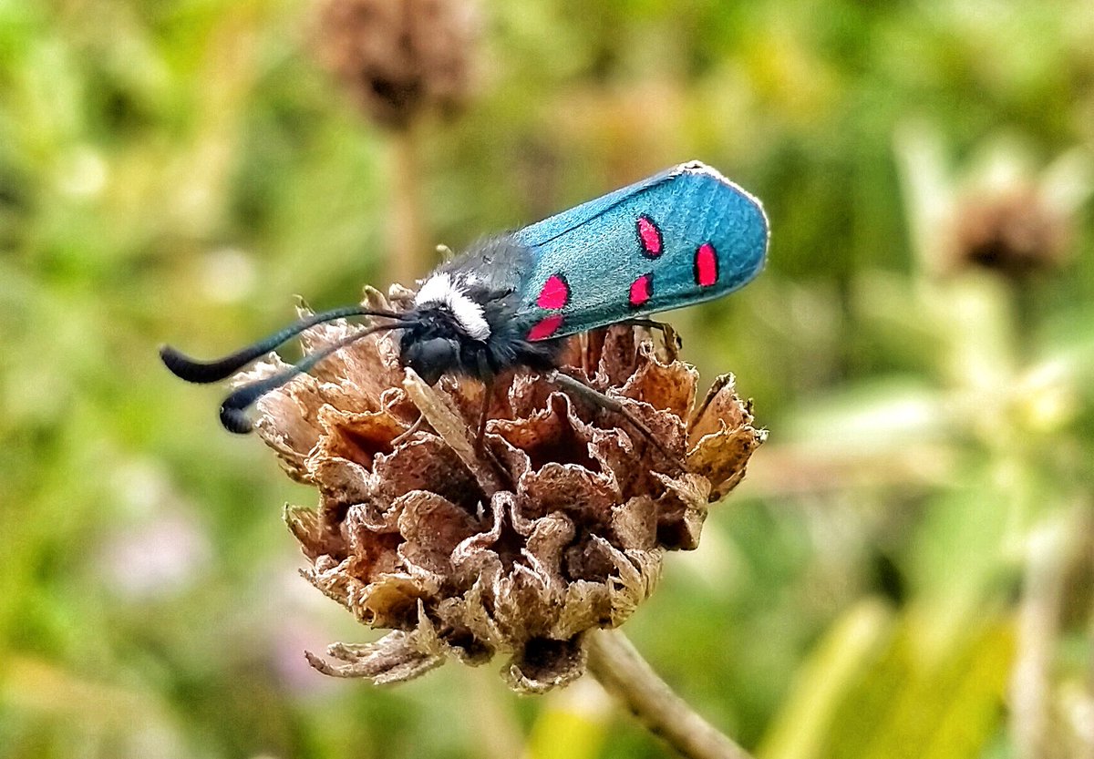 Pepino Acn tweet media