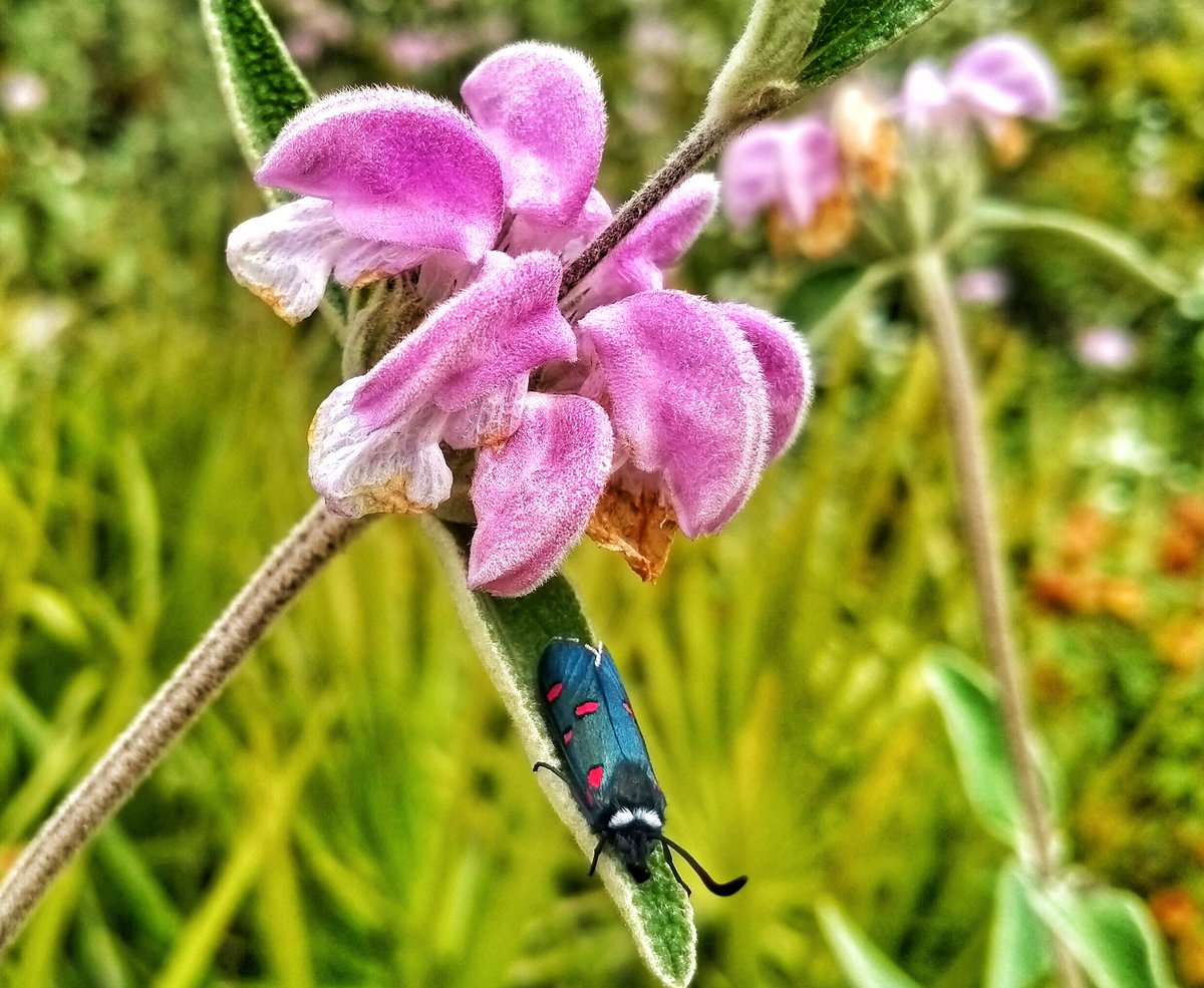 Pepino Acn tweet media