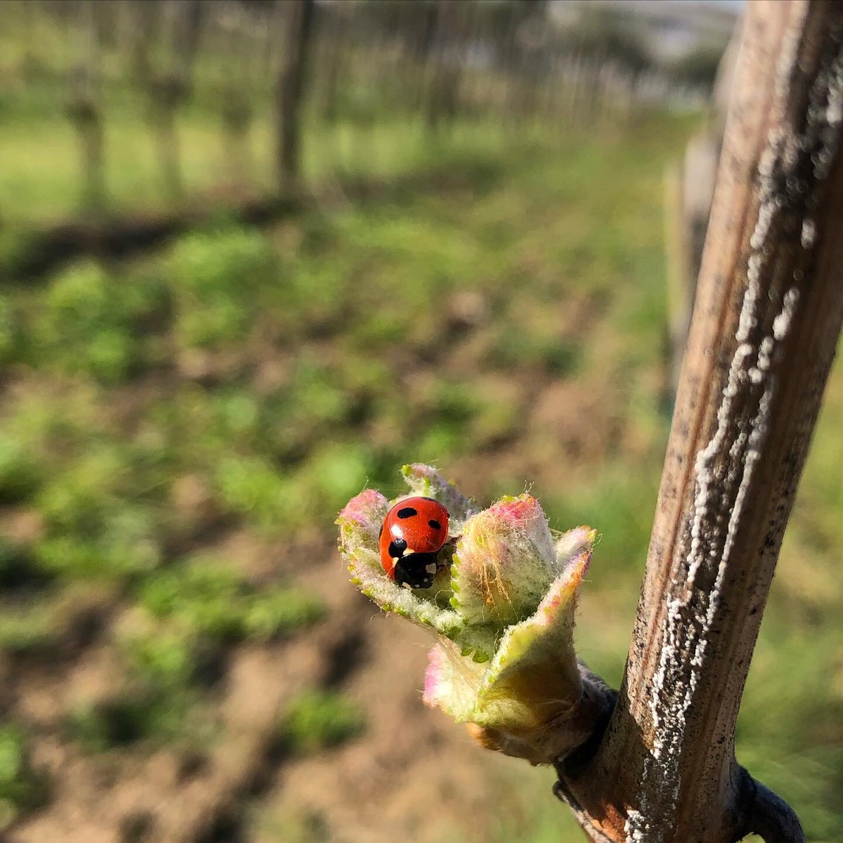 WineFabio's tweet photo. Bud bursting of pinot noir in Tuscany

@Cbp8Cindy @_drazzari @boozychef @suziday123 @boozychef @joneill55 @jflorez @SteveKubota @GrnLakeGirl @magee333 @ccatmpt @JMiquelWine @megandmerlot @_drazzari @CharlesMcCool @GailBenzler @SashaEats @SustainableKW @KitchenSprout @CaraMiaSG https://t.co/OBENXPKwiD