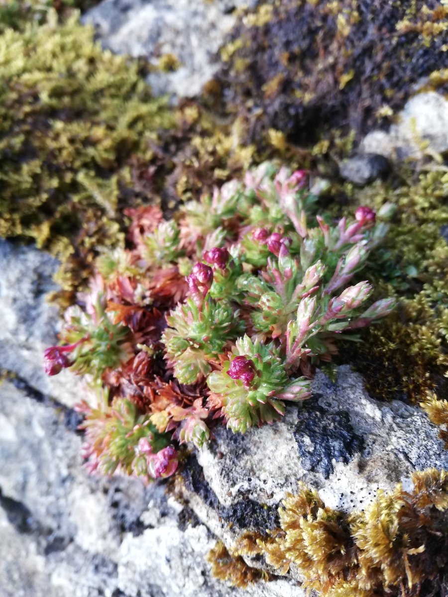 AngeloMoerland's tweet photo. Went looking for flowering saxifrages s.l.: conveniently co-occurring, but filling different niches. I was too late for purple saxifrage, too early for mossy saxifrage, but right on time for golden saxifrage. Pen-y-ghent, 08/05/'21. #wildflowerhour #Saxifraga @BSBIbotany https://t.co/yCbT272b7u