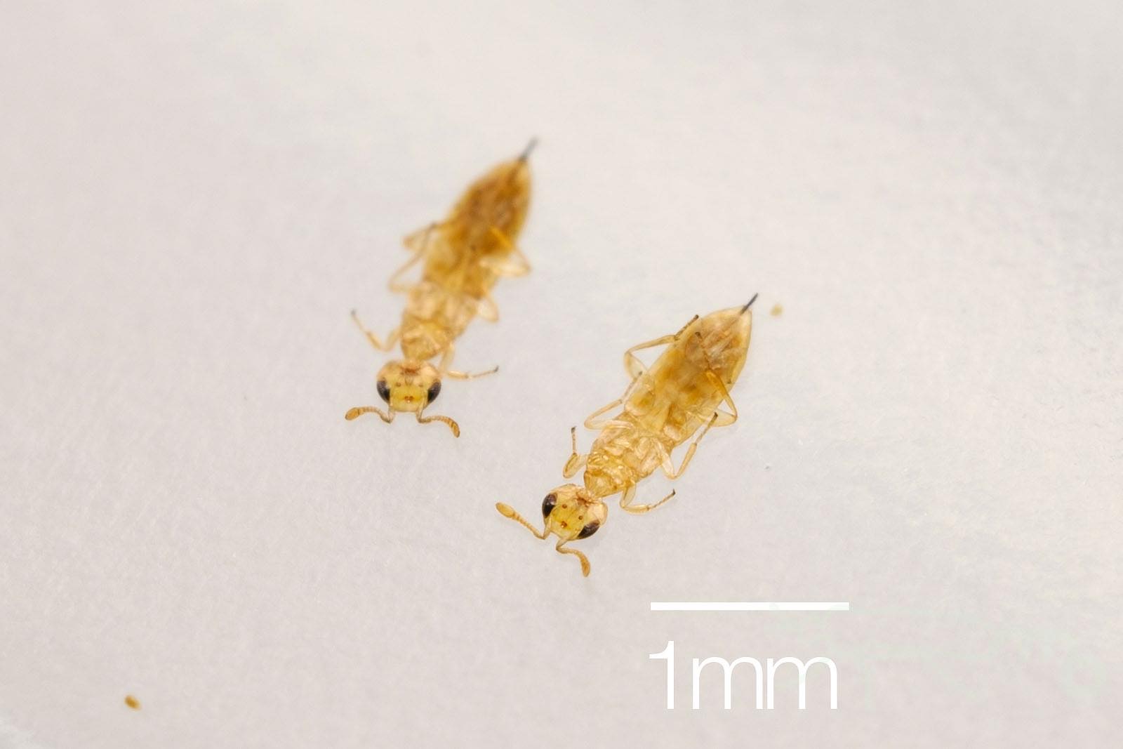 Mouuuusa 冬に見つけたビワコカタカイガラ モドキ 久しぶりに容器の中をみると 前に見たより小さな寄生バチのようなものが乾いて張り付いてる 三枚目 最初出てきた寄生バチとカイガラムシ カイガラムシの幼虫との大きさ比較 T Co 24fatzvkrq