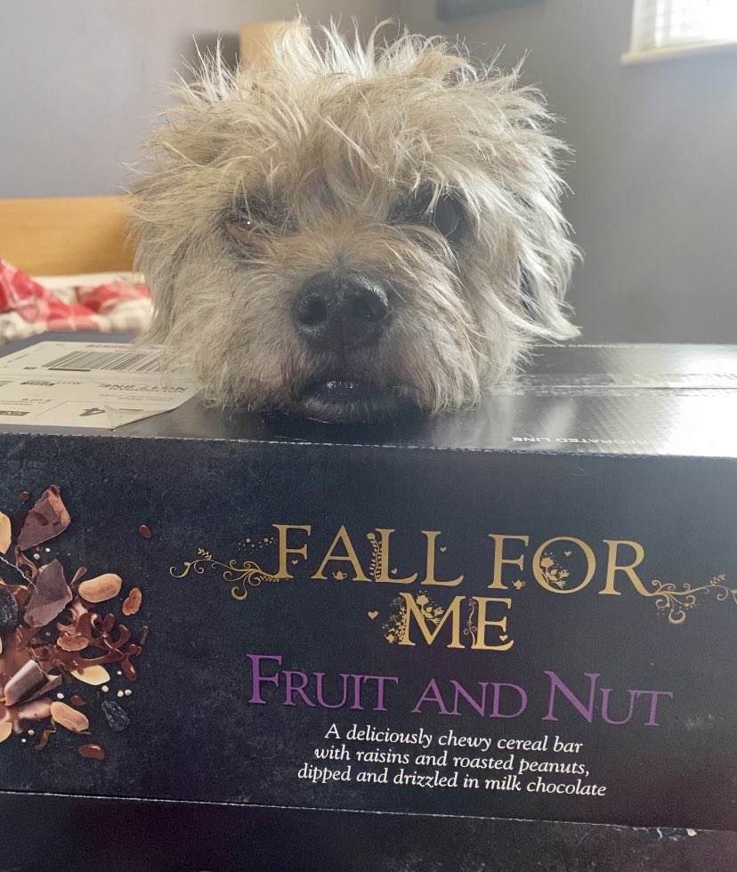 Peg the Border Terrier (@borderpeg) on Twitter photo 