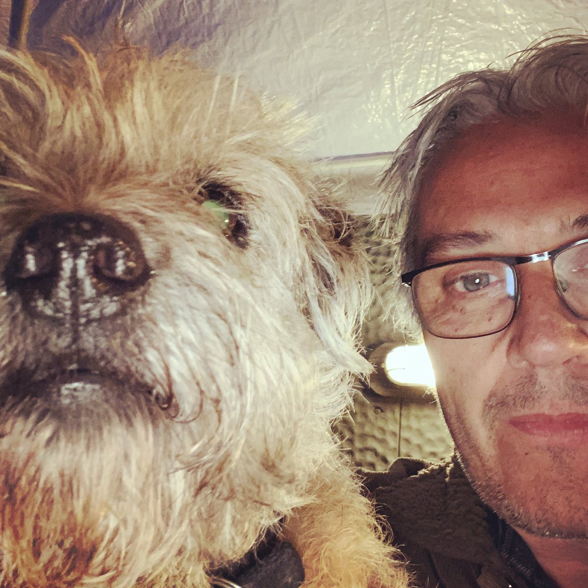 Peg the Border Terrier (@borderpeg) on Twitter photo 