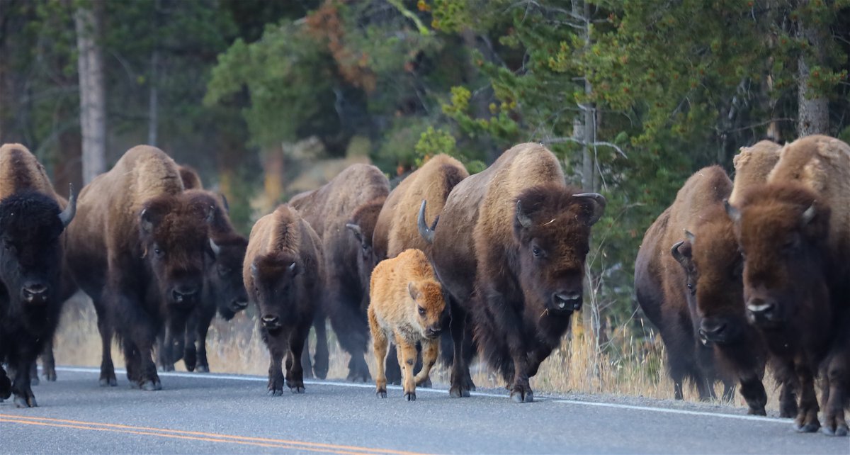 When I first saw Little Red it was October 4, 2020, the little lady was born fully 5 months behind schedule. Others noticed her too and a lot of us were shaking our heads, the grass had turned and she was so small. Her chances were slim, in Yellowstone, winter is deadly cold.