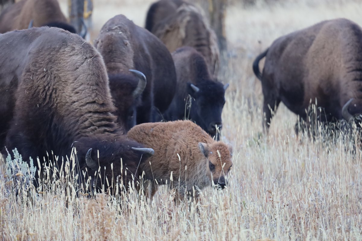 Red's mother's easily recognizable, she's been through a lot, one broken horn, another that's twisted down and in. That and she has a bright red calf with her. You can see another calf, behind Red just over her left shoulder, short horns, Red has some catching up to do.