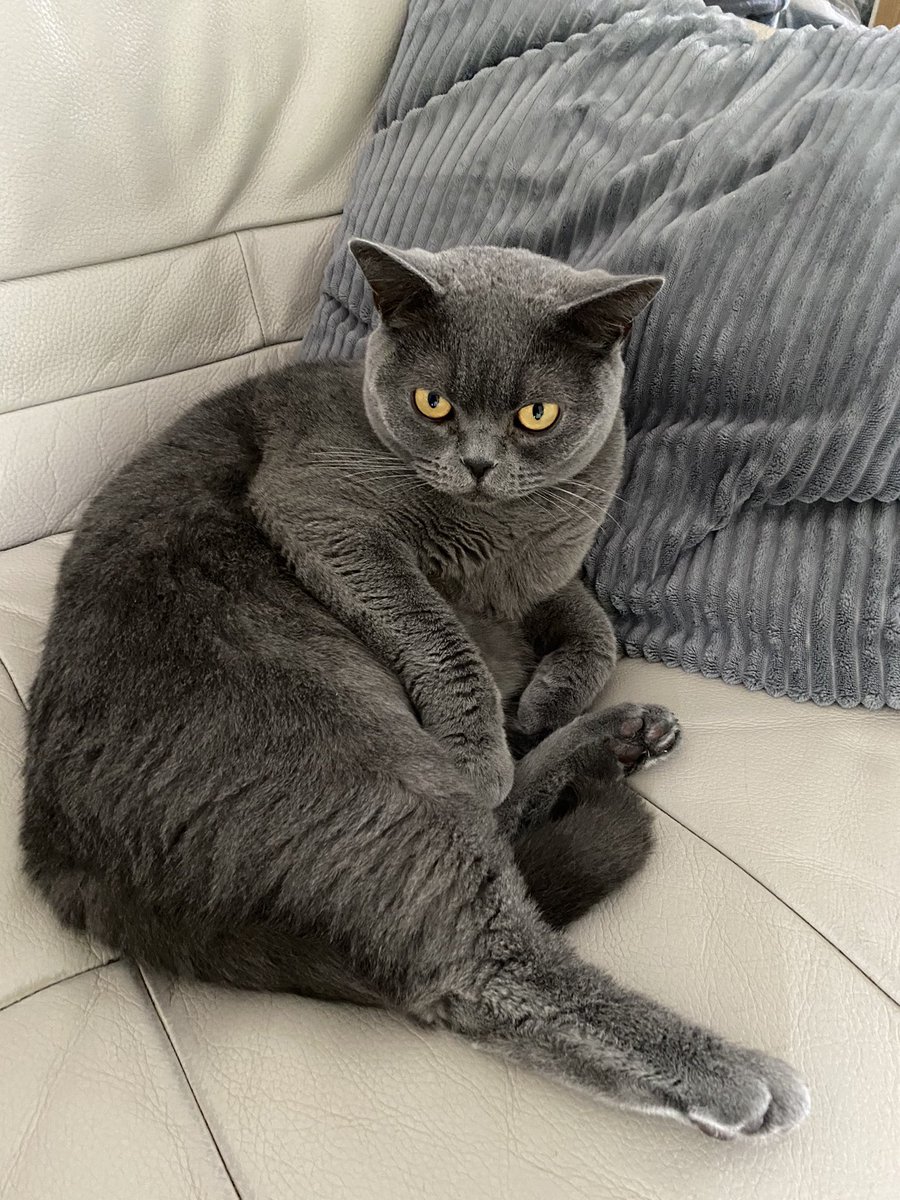 It’s Monday tomorrow?!! #britishshorthair #catsofinstagram #CatsOfTwitter #sundayvibes