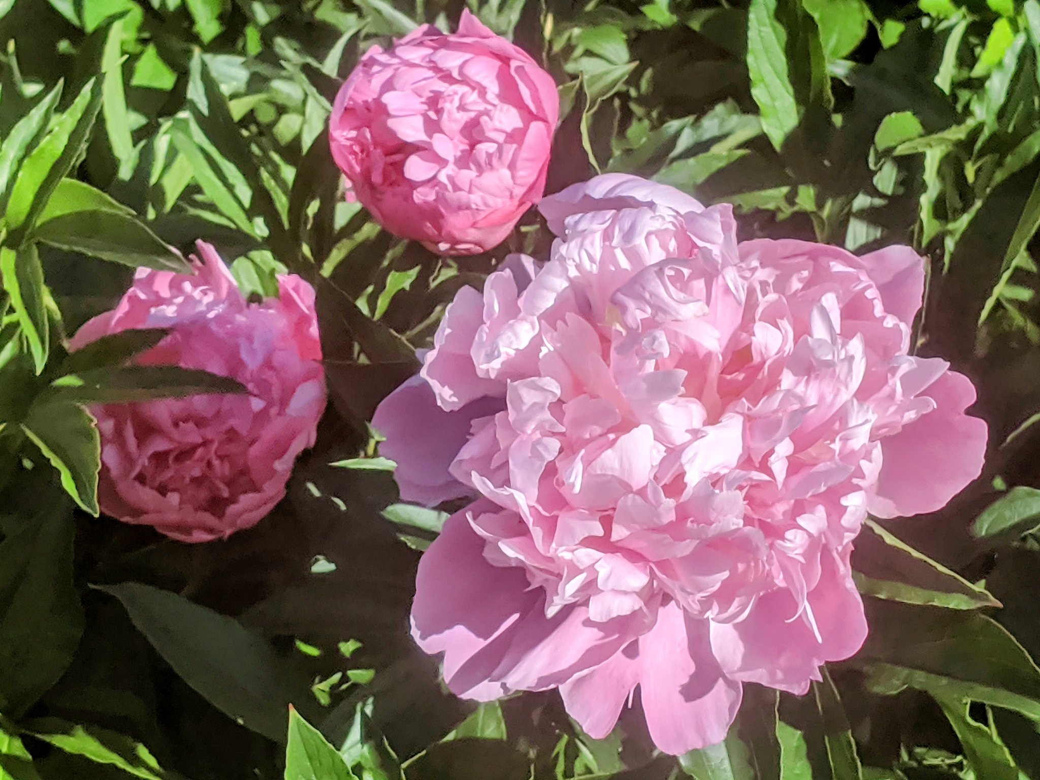 沢さん D4mybs1ckktxtxx Twitter