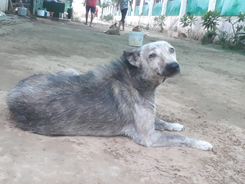 TheDogMother_'s tweet photo. Sponsor A Room At SMART Sanctuary #Uttarakhand.
Help Us Save Lives 🙏
One room will need:
Material Worth: INR 80000
Labour: INR 30000
Miscellaneous Inc Shuttering: INR 20000
Please Donate, Retweet, Support:
https://t.co/is0Zzi4W2Q
#rescuepups #dogsanctuary
#homefordogs https://t.co/LweJmObm91