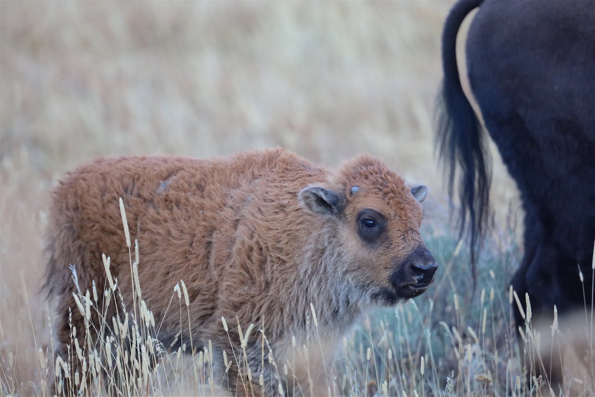 Oct 6 2020 She couldn't have been more than two weeks old and already the cold is starting to show, she's growing an unusually thick coat of red. There's frosty mornings and any day a storm could dump snow deeper than she is tall.