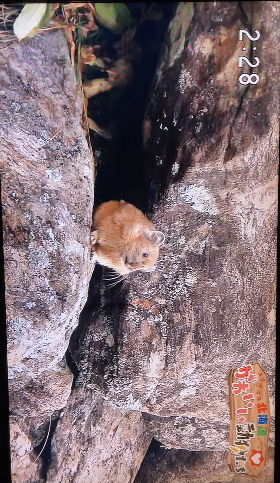 北海道かわいい動物たち Twitter Search Twitter