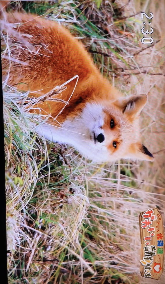 北海道かわいい動物たち