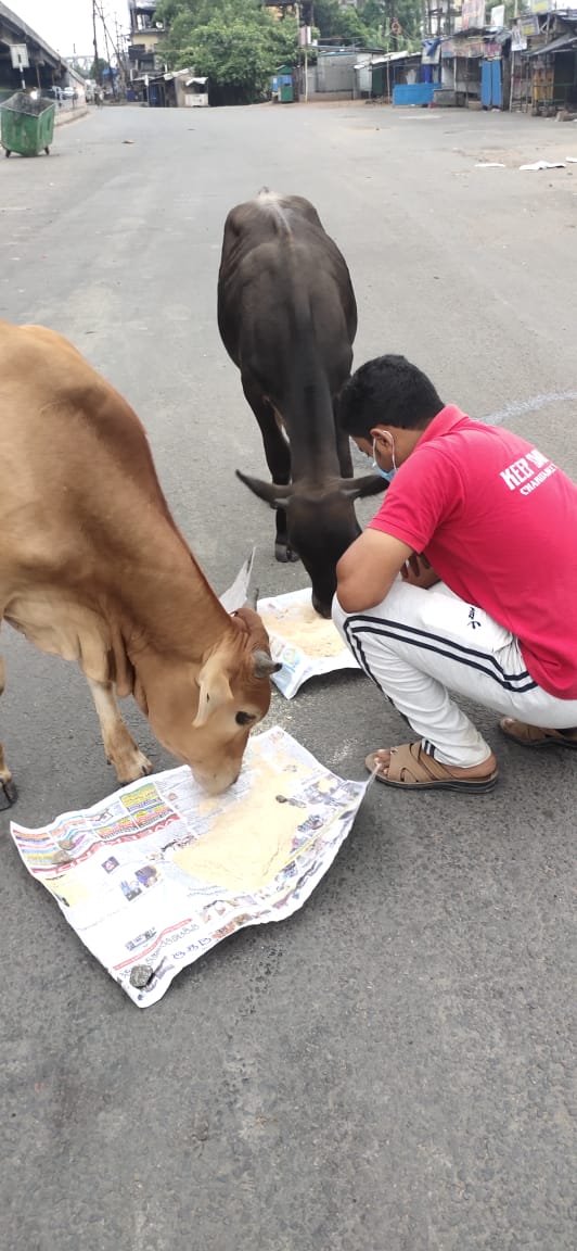 KSCT_ODISHA's tweet photo. feeding inocent #animals regularly #KSCT in the #pandemic
#Covid_19 #lockdown period Odisha......
@CMCCuttack
@cpbbsrctc
@pfaindia https://t.co/eREJmdBfhb