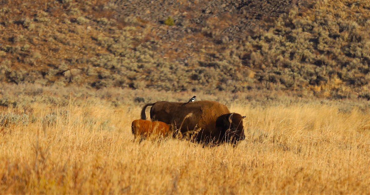 Last known photo of Little Red with her mother, Nov 7, 2020 10:58 am I'm not sure what happened, but they wouldn't be seen together again for 141 days