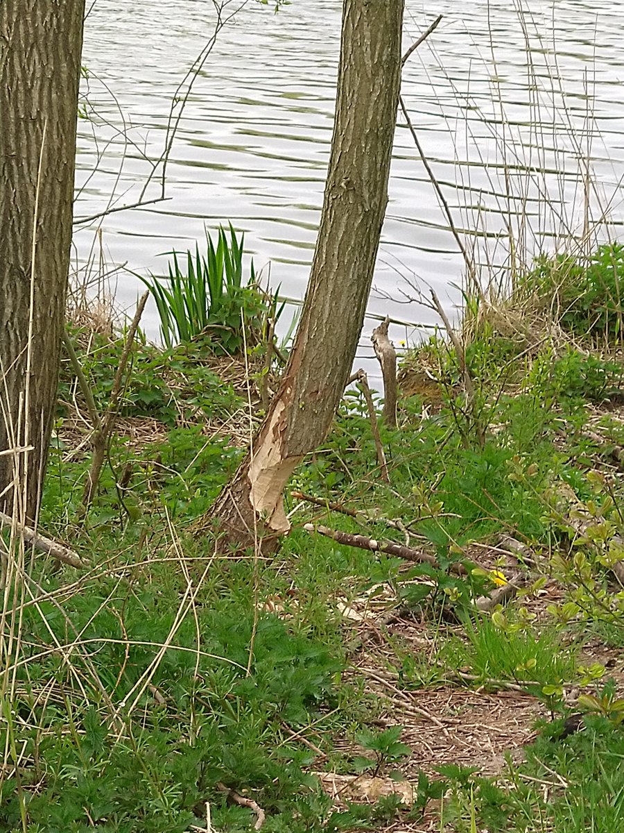 Keetieb's tweet photo. #Bevers in Lelystad hebben het druk https://t.co/ViJa2Rl4TE