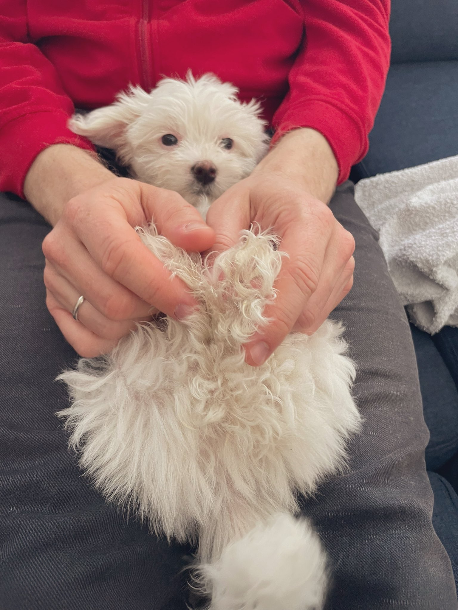 Yuumi In Bonn ソファーでくつろぐ夫の足の上でくつろぐうちのチビワンコ アイライン が無いし 鼻の色が半分ピンクのうちのわんこ このピンクの部分は歳と共に黒くなるのでしょうか T Co 8wyhqh5fjq Twitter